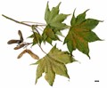 SpeciesSub: subsp. cappadocicum SpeciesSub: subsp. cappadocicum